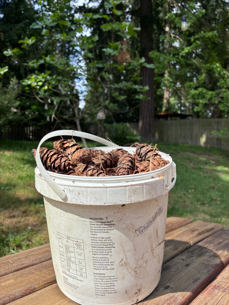 A smallish bucket filled with pinecones. It's both a metaphor and not.